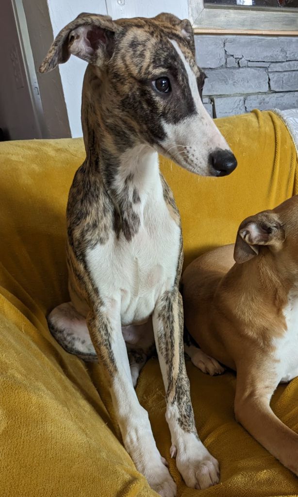 De Rockalma - Chiot disponible  - Whippet