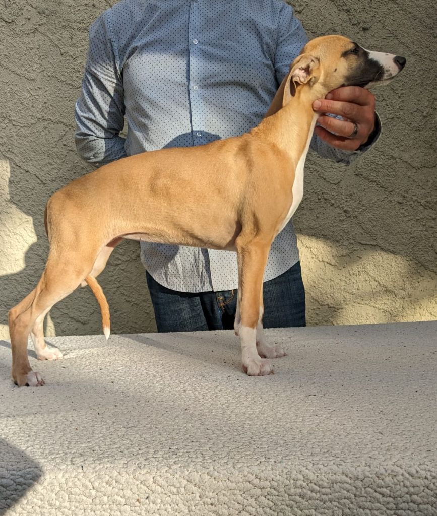 De Rockalma - Chiot disponible  - Whippet