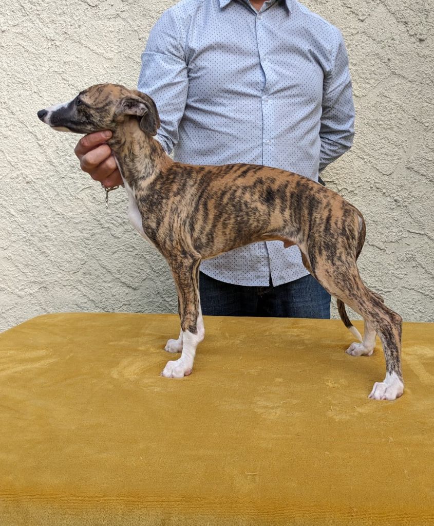 De Rockalma - Chiot disponible  - Whippet