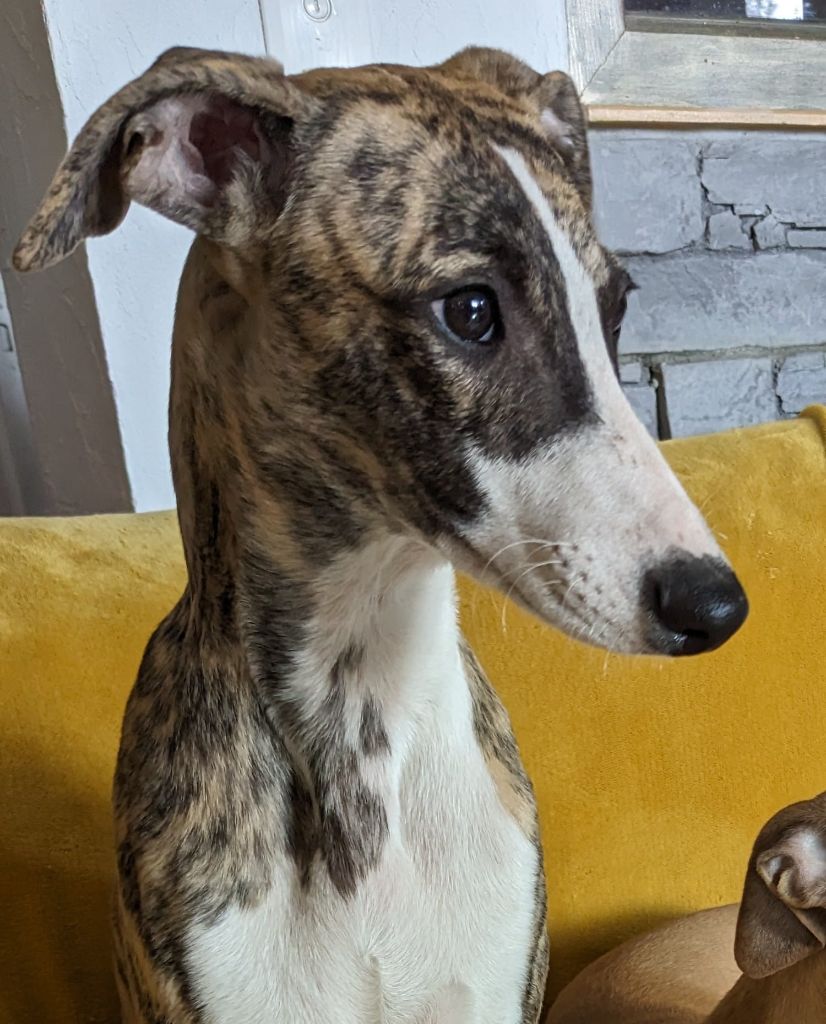 De Rockalma - Chiot disponible  - Whippet