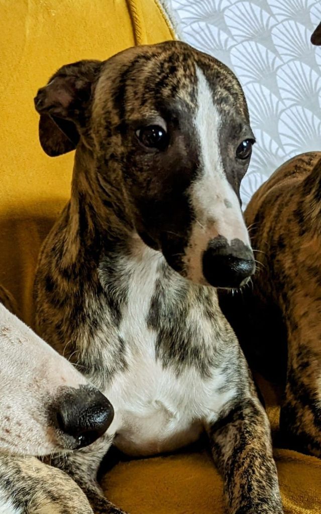 De Rockalma - Chiot disponible  - Whippet