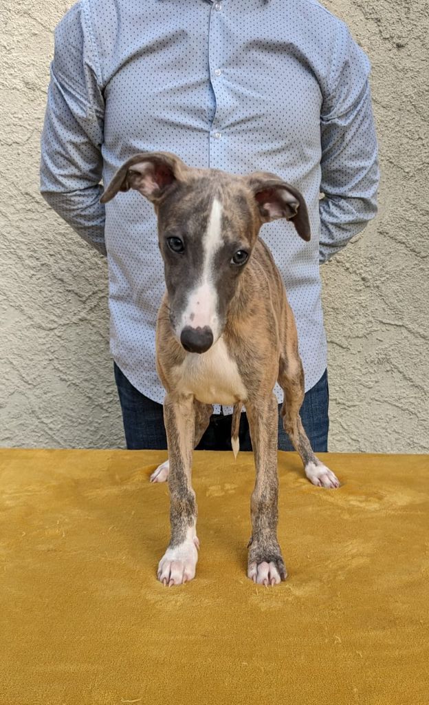 De Rockalma - Chiot disponible  - Whippet