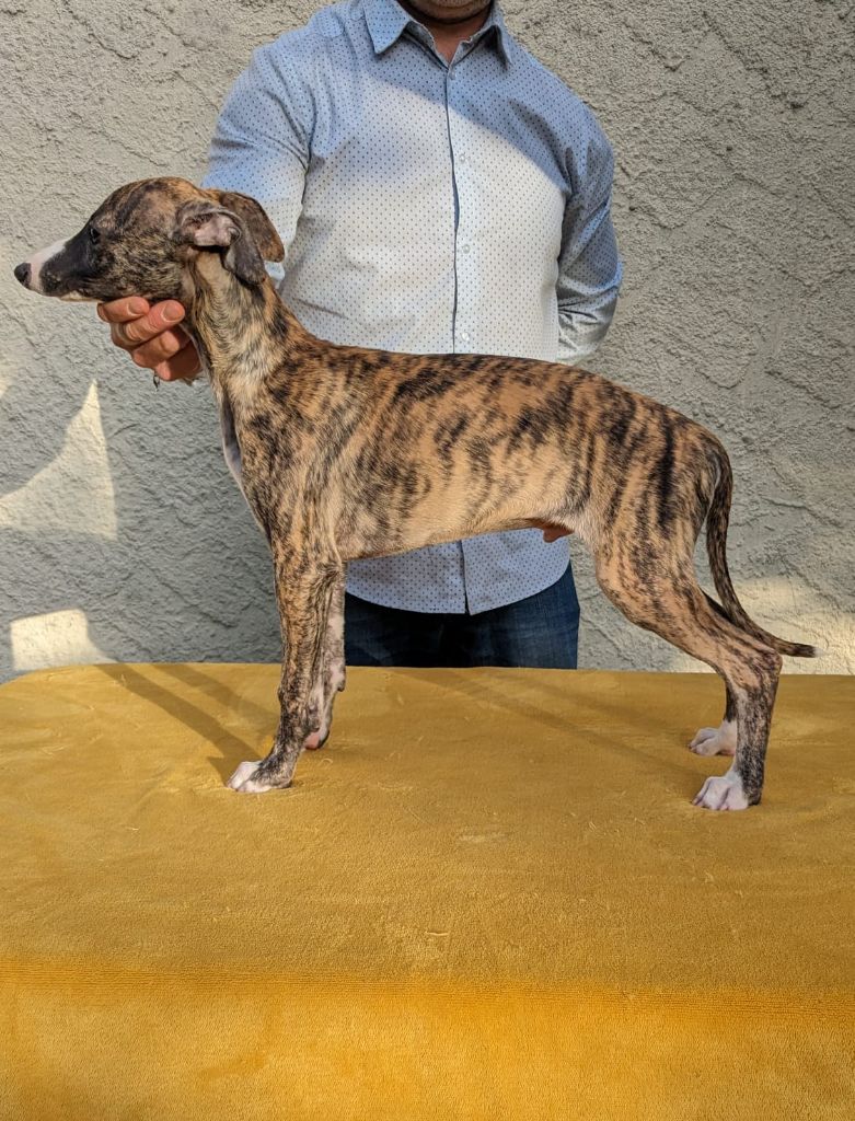 De Rockalma - Chiot disponible  - Whippet