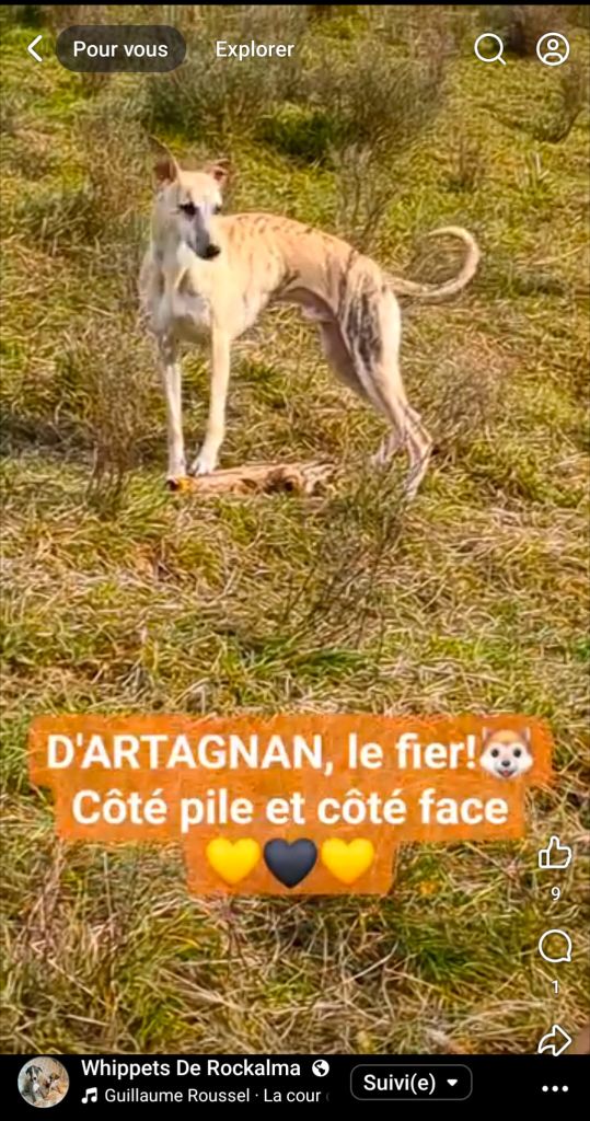 Un d'artagnan du clos d'Arlequin