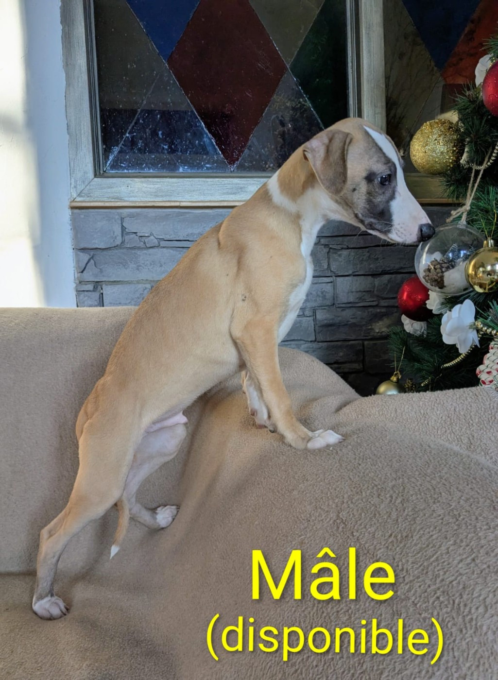 1 mâle et 2 femelles disponibles à partir du 13/12/25
