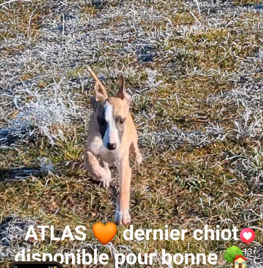 Le magnifique ATLAS... Dernier chiot mâle disponible
