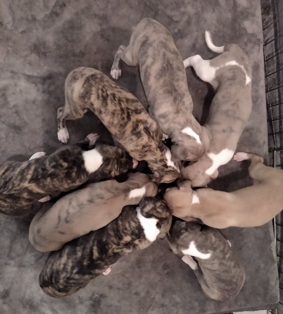 Chiots disponibles pour octobre 2020