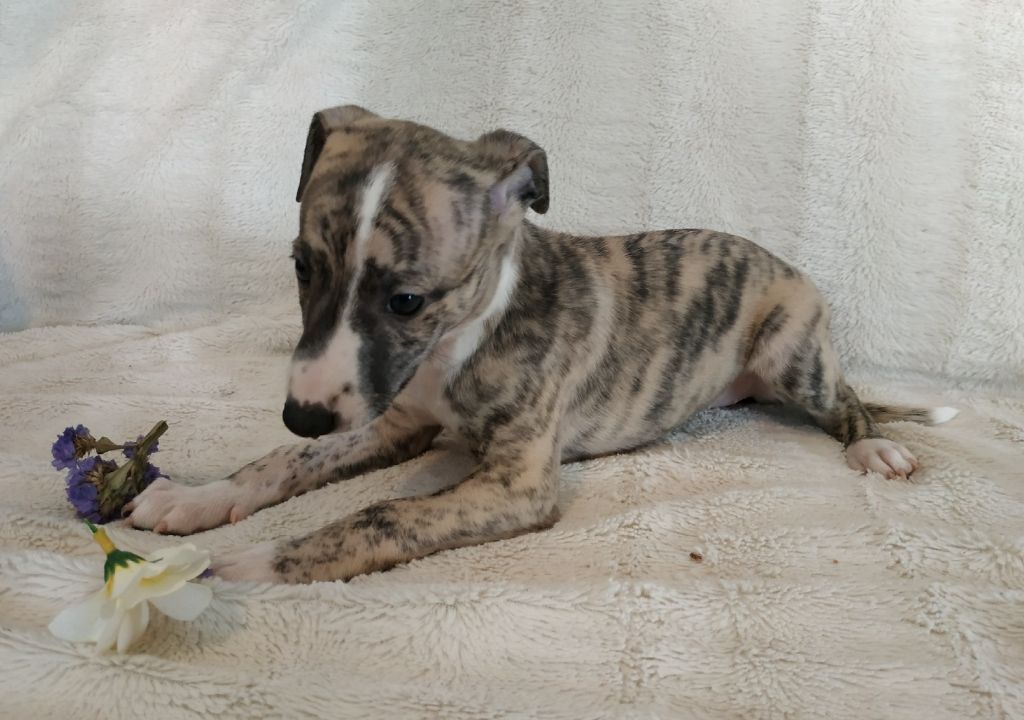 Photos des chiots à 5 semaines