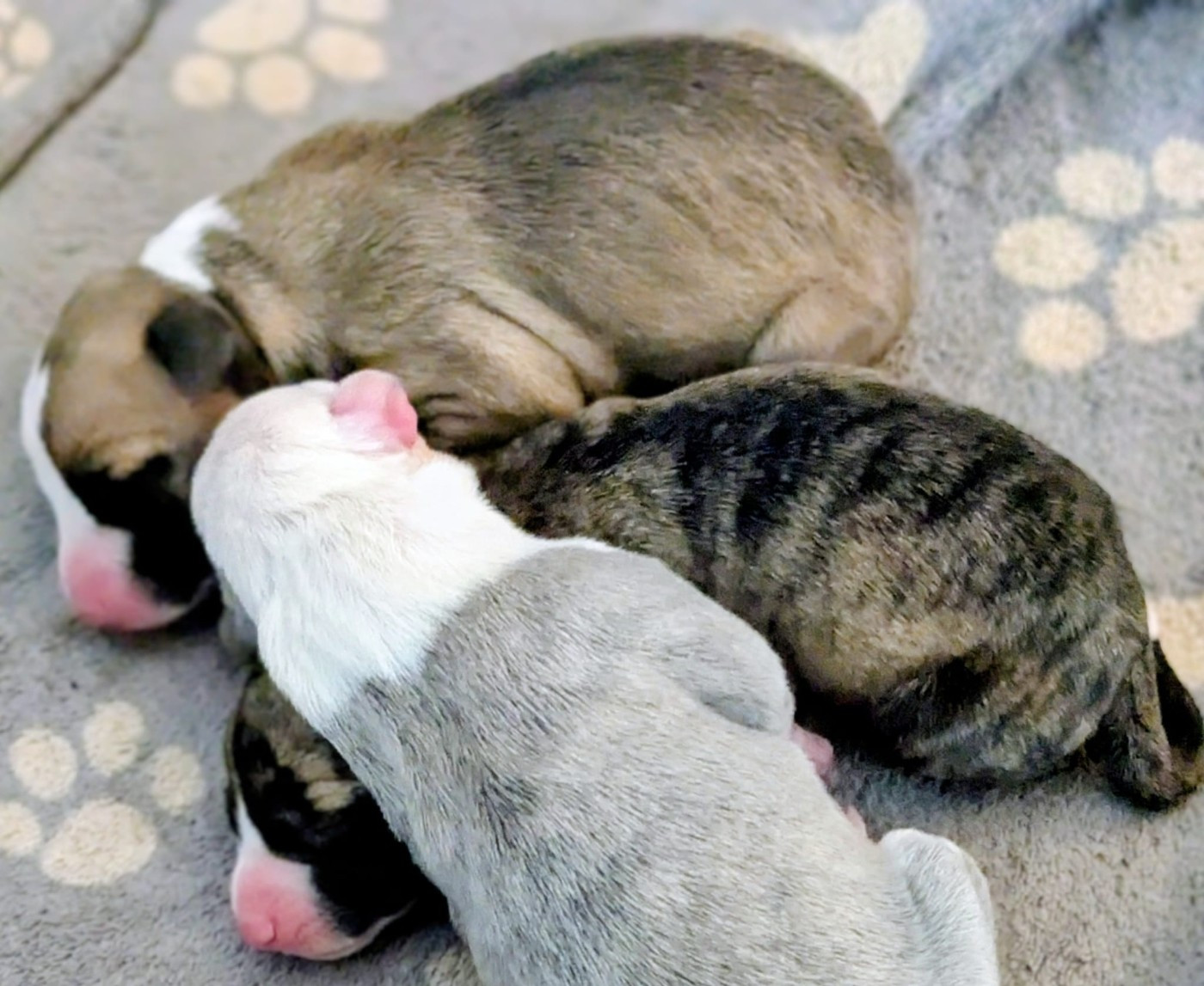 Chiot Whippet De Rockalma