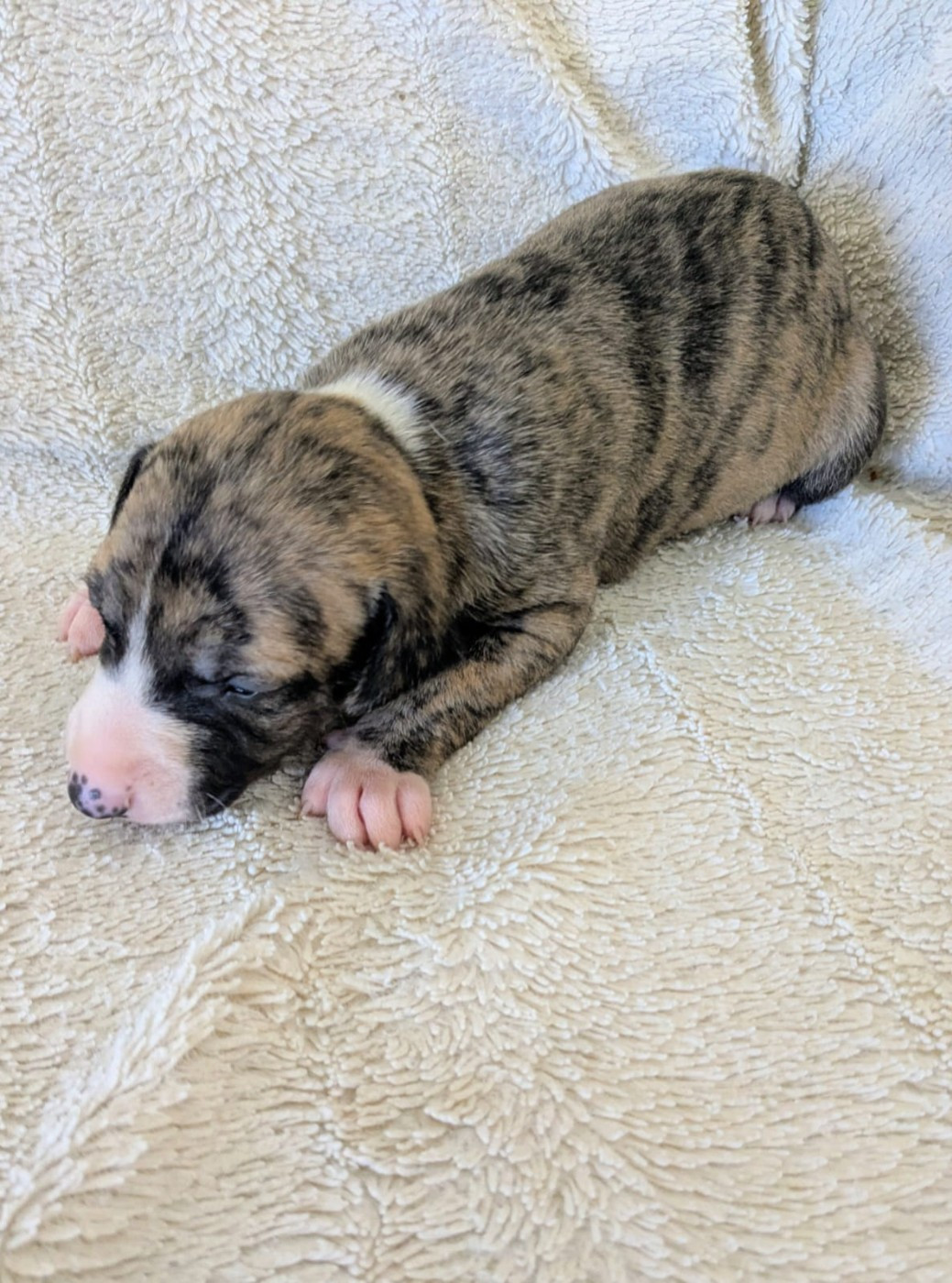 De Rockalma - Chiots disponibles - Whippet