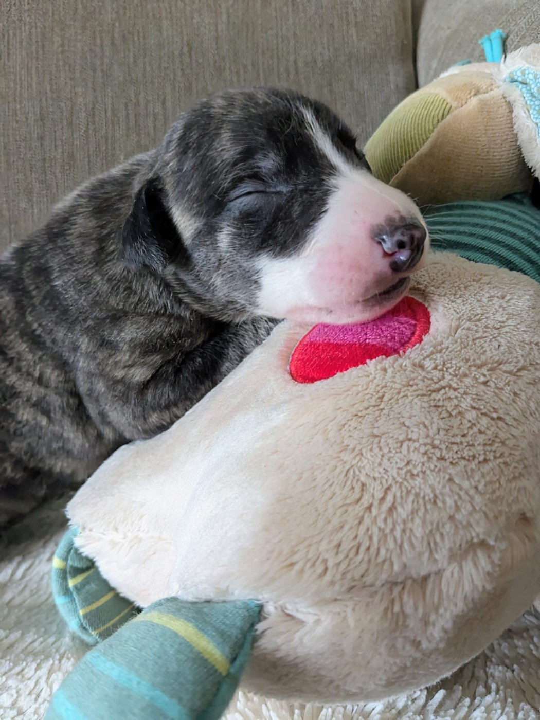 De Rockalma - Chiots disponibles - Whippet