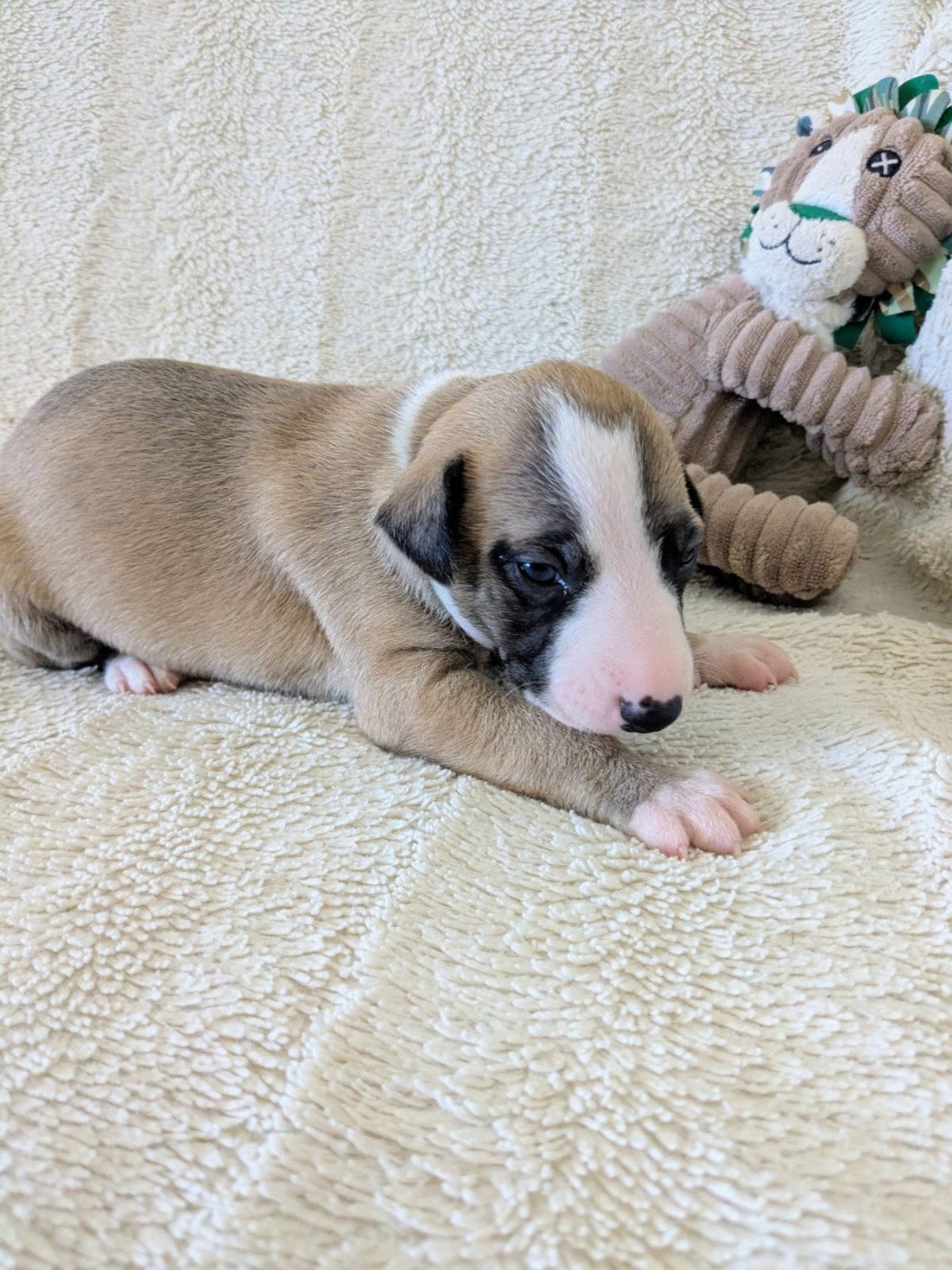 De Rockalma - Chiots disponibles - Whippet