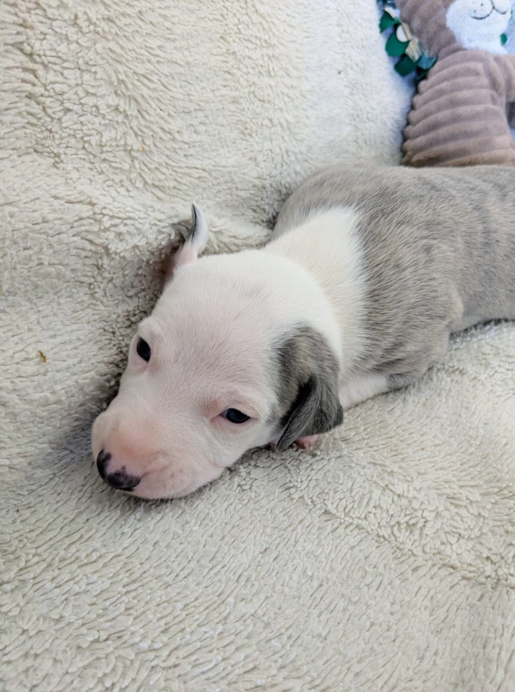 De Rockalma - Chiots disponibles - Whippet