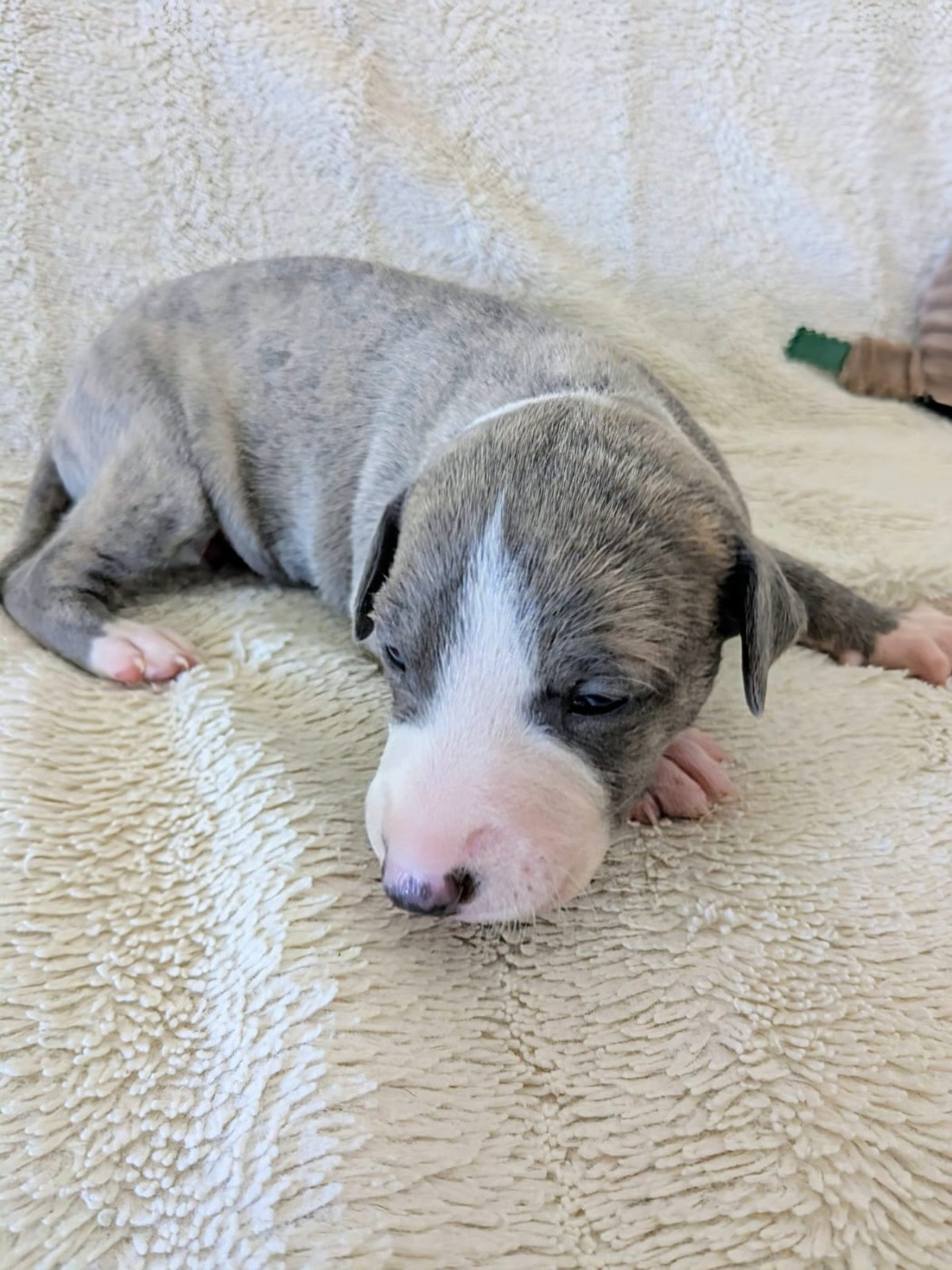 De Rockalma - Chiots disponibles - Whippet