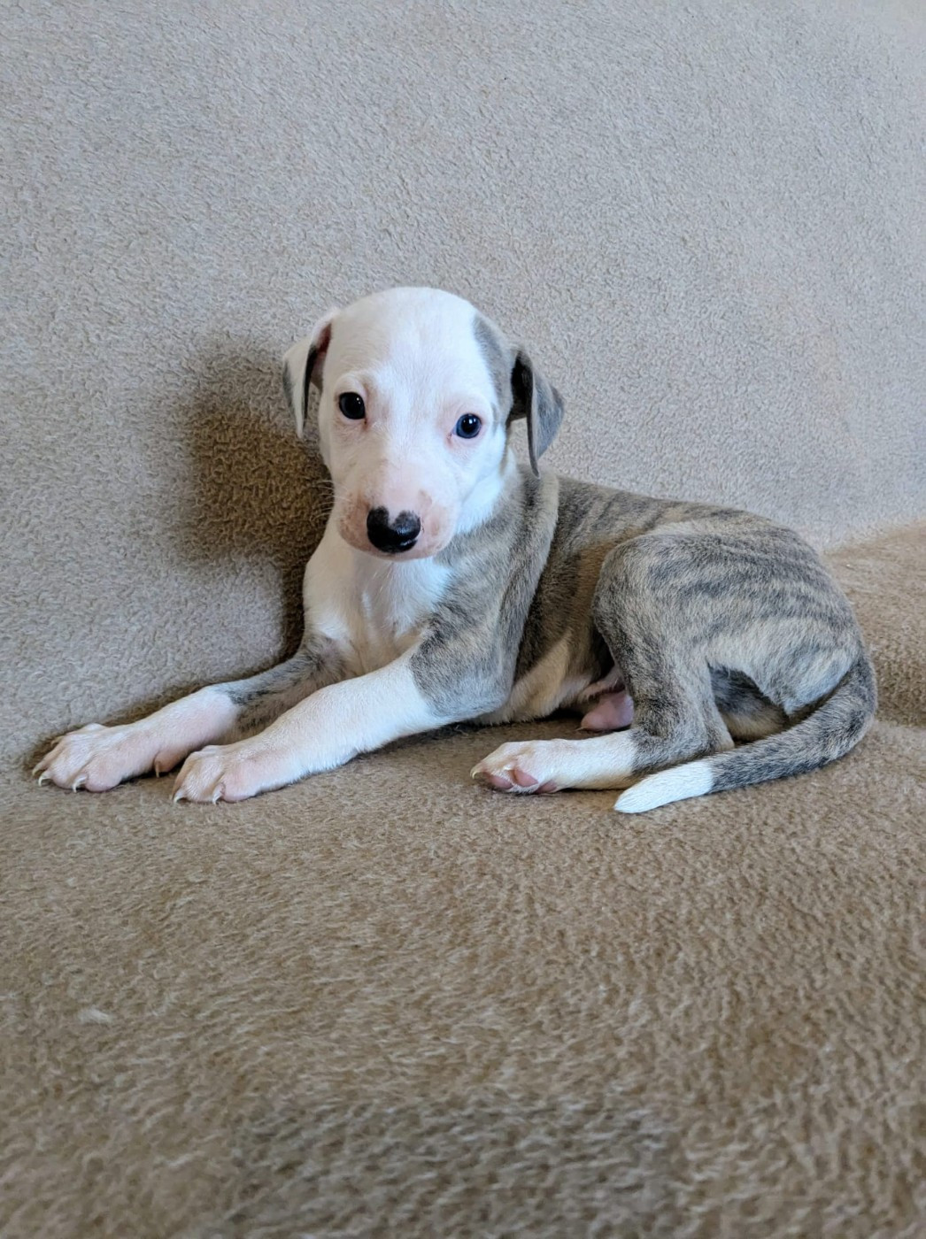 De Rockalma - Chiots disponibles - Whippet
