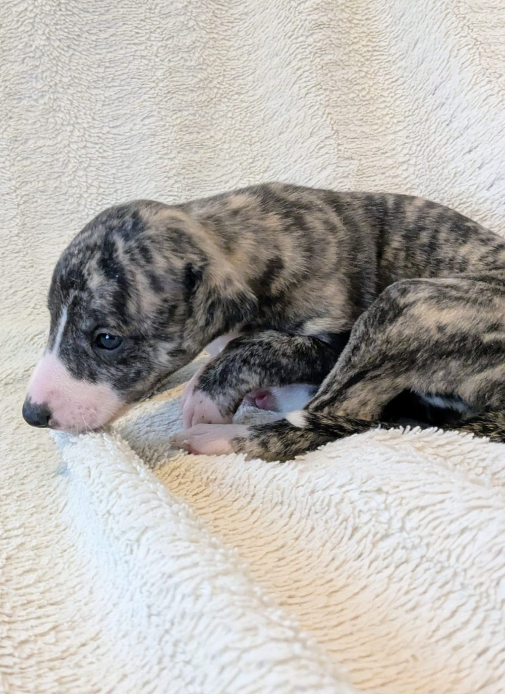 De Rockalma - Chiots disponibles - Whippet