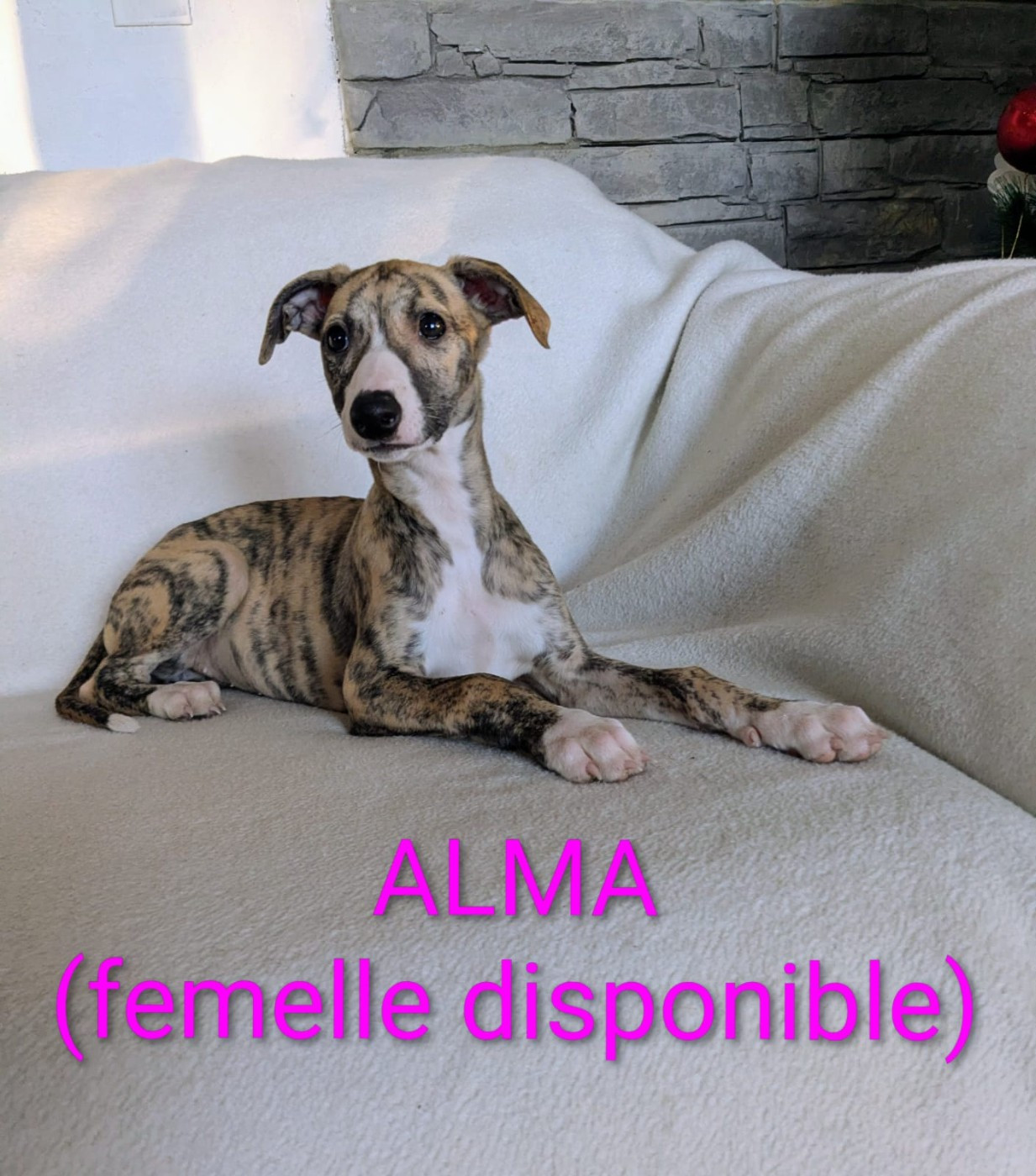 De Rockalma - Chiots disponibles - Whippet