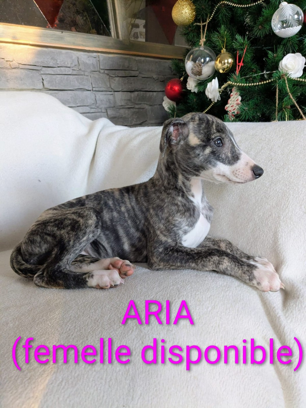 De Rockalma - Chiots disponibles - Whippet