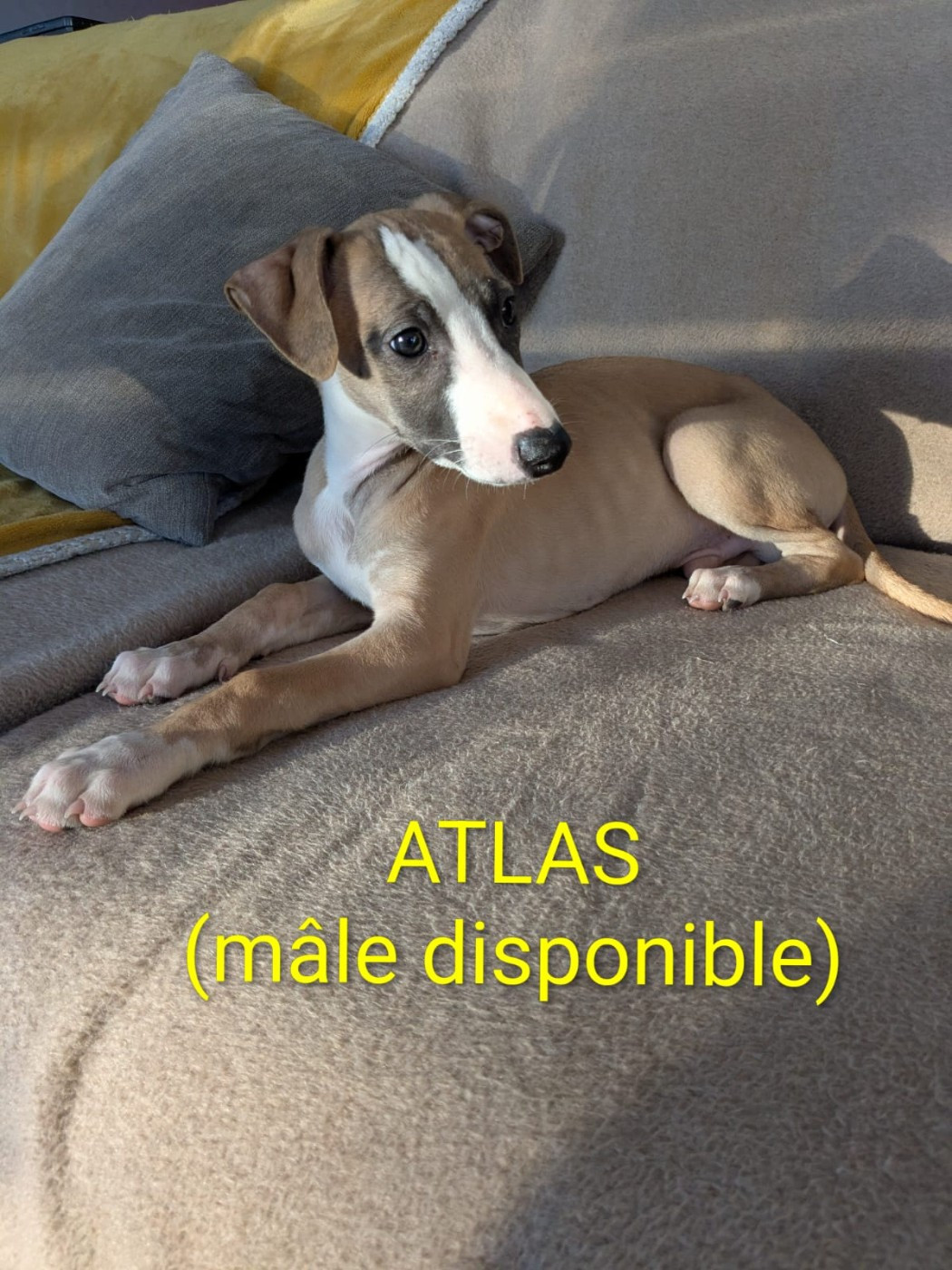 De Rockalma - Chiots disponibles - Whippet