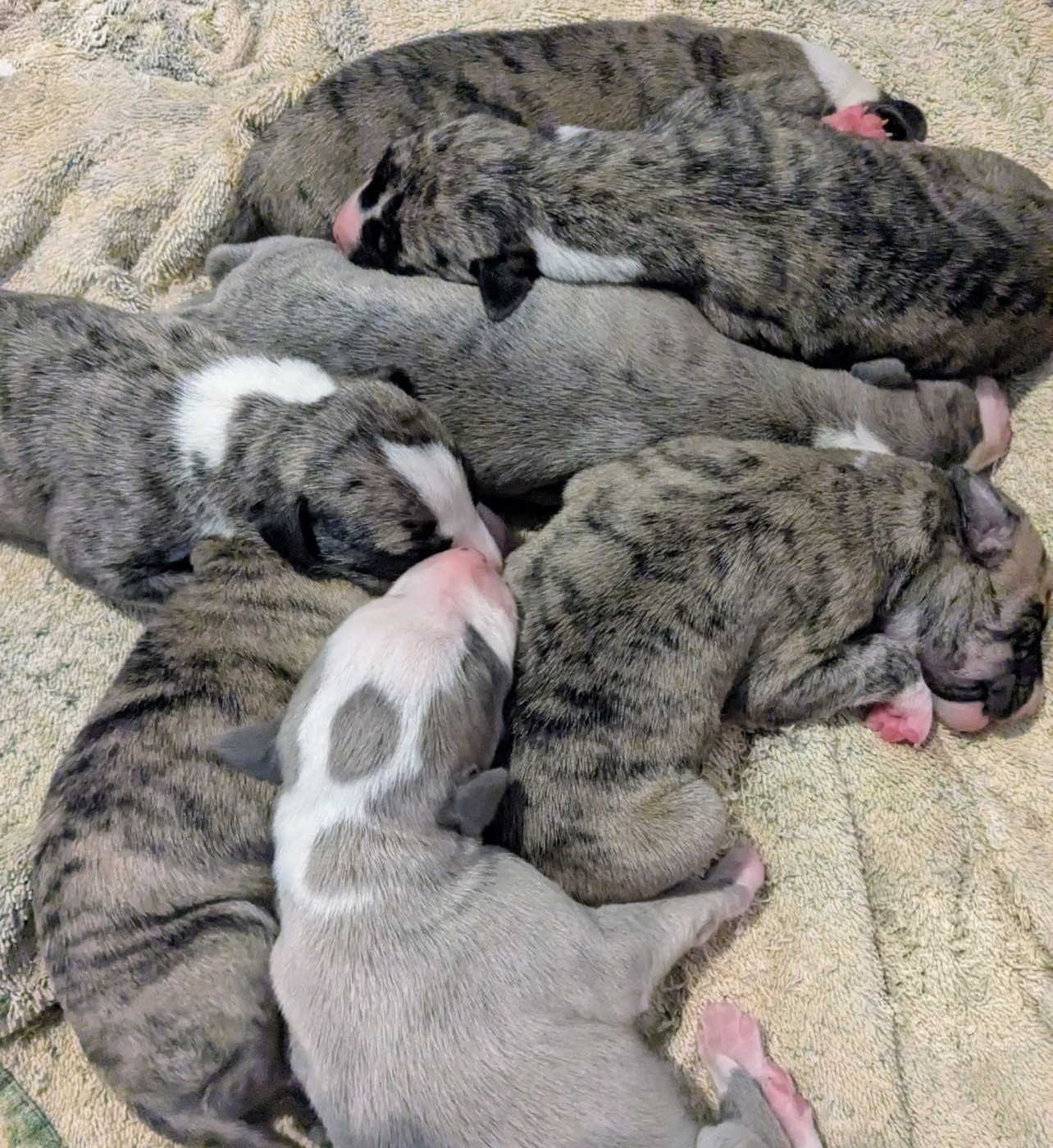 De Rockalma - Chiots disponibles - Whippet
