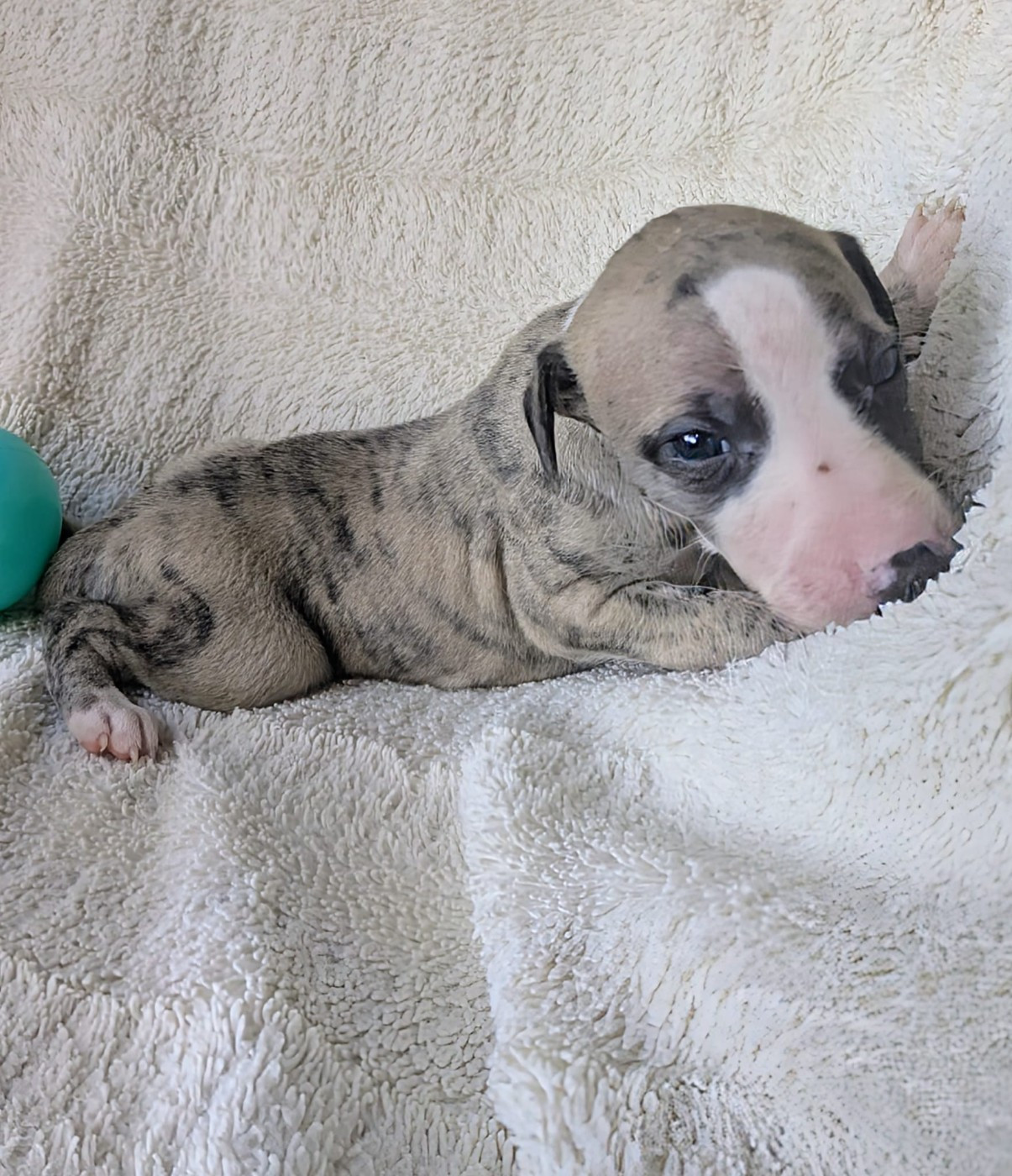 De Rockalma - Chiots disponibles - Whippet