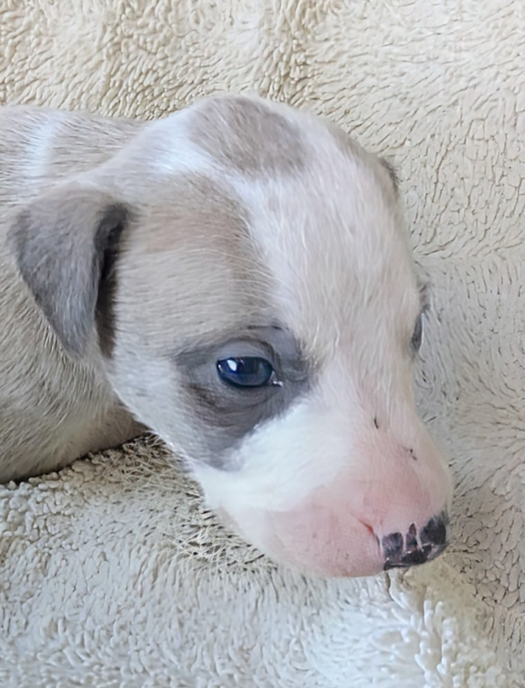 De Rockalma - Chiots disponibles - Whippet