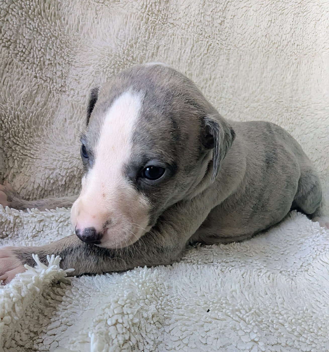 De Rockalma - Chiots disponibles - Whippet