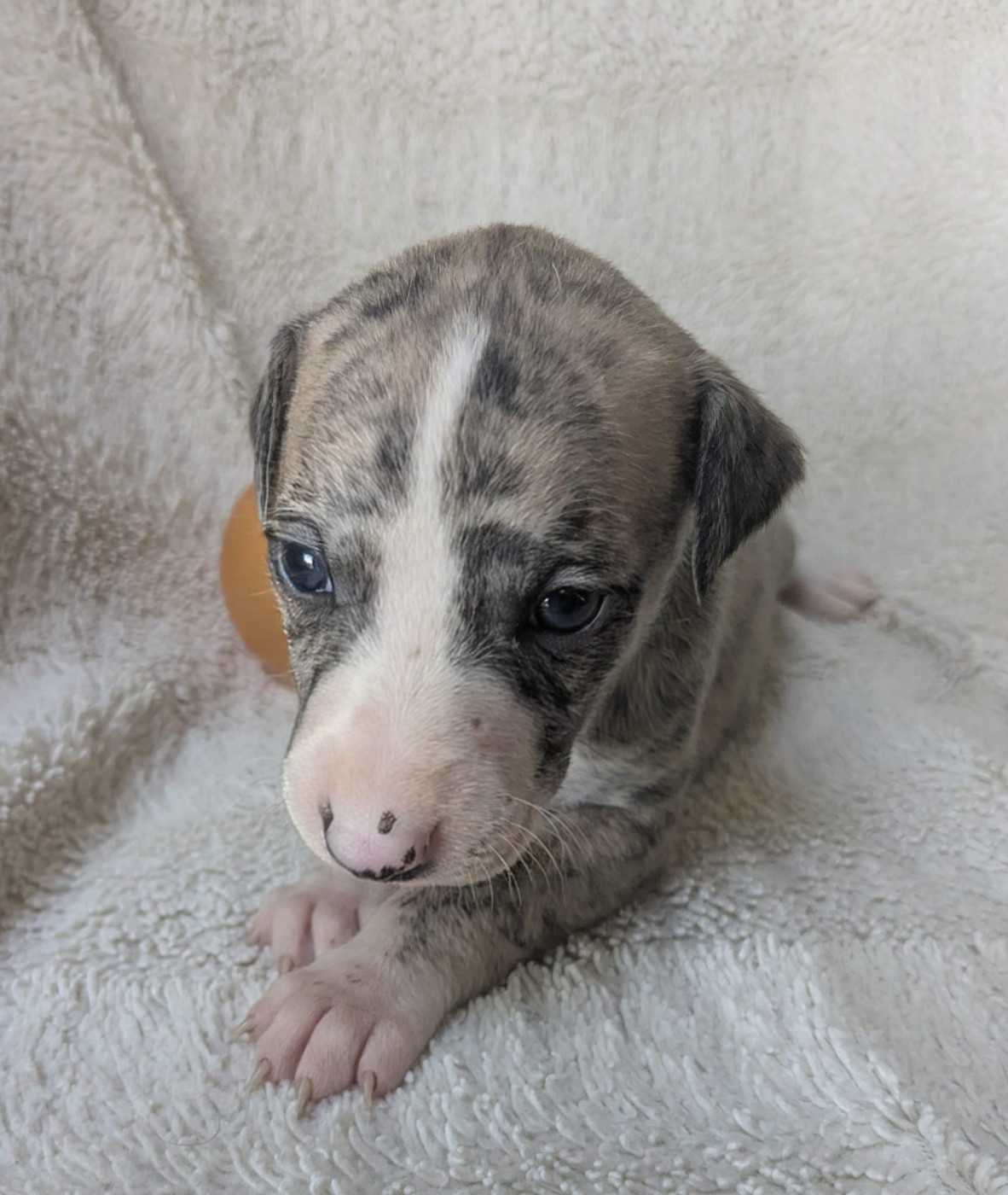 De Rockalma - Chiots disponibles - Whippet
