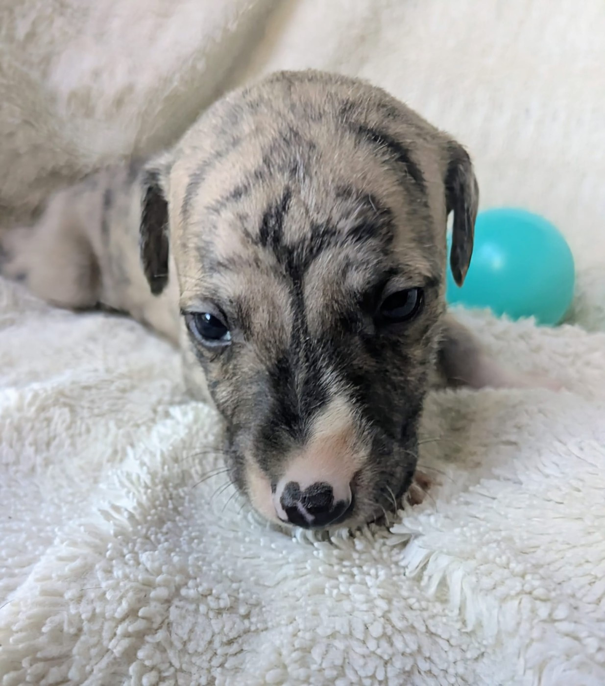 De Rockalma - Chiots disponibles - Whippet
