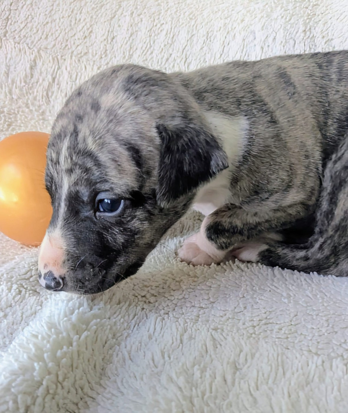 De Rockalma - Chiots disponibles - Whippet