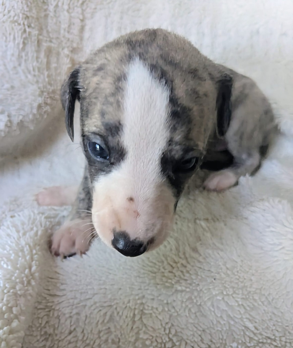 De Rockalma - Chiots disponibles - Whippet