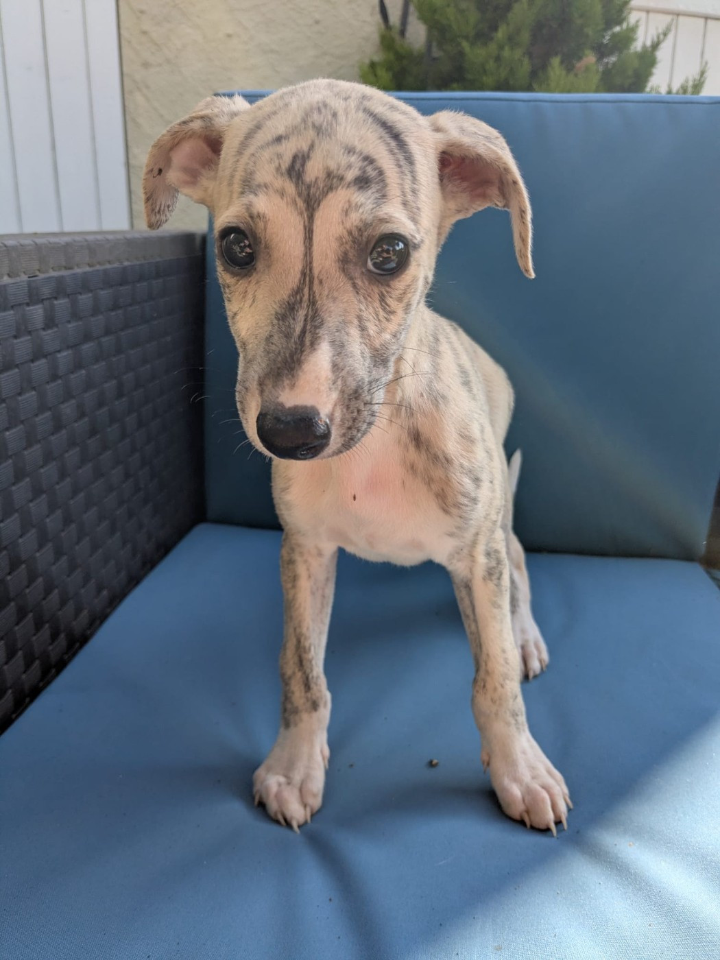 De Rockalma - Chiots disponibles - Whippet