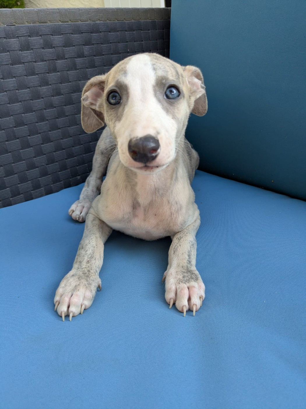 De Rockalma - Chiots disponibles - Whippet