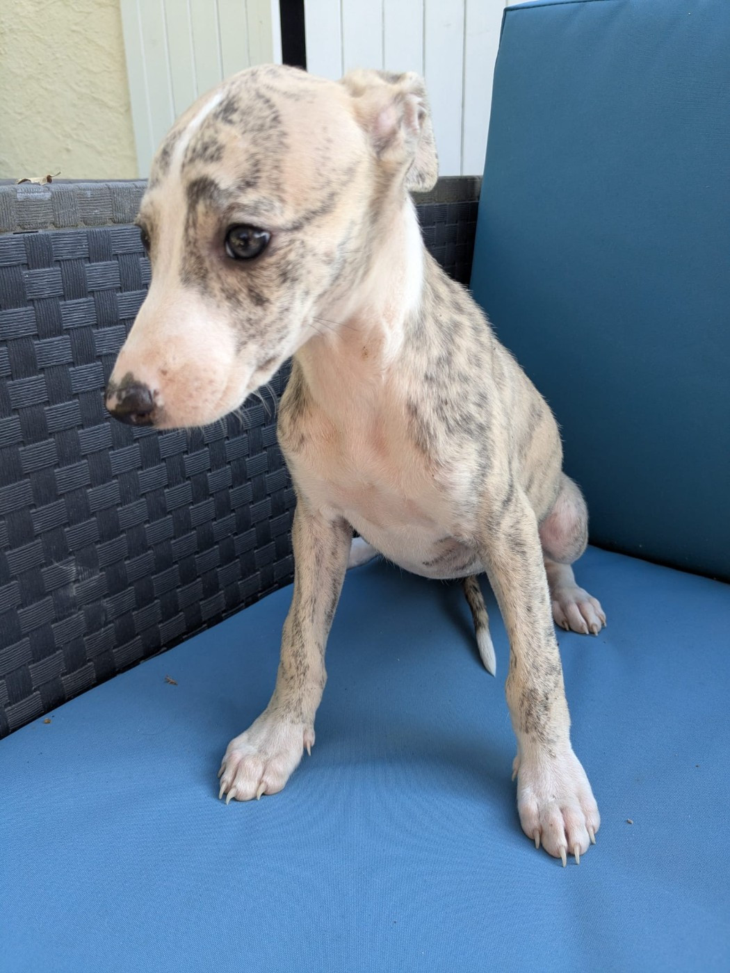 De Rockalma - Chiots disponibles - Whippet