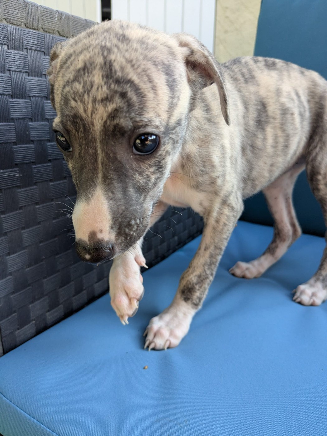 De Rockalma - Chiots disponibles - Whippet