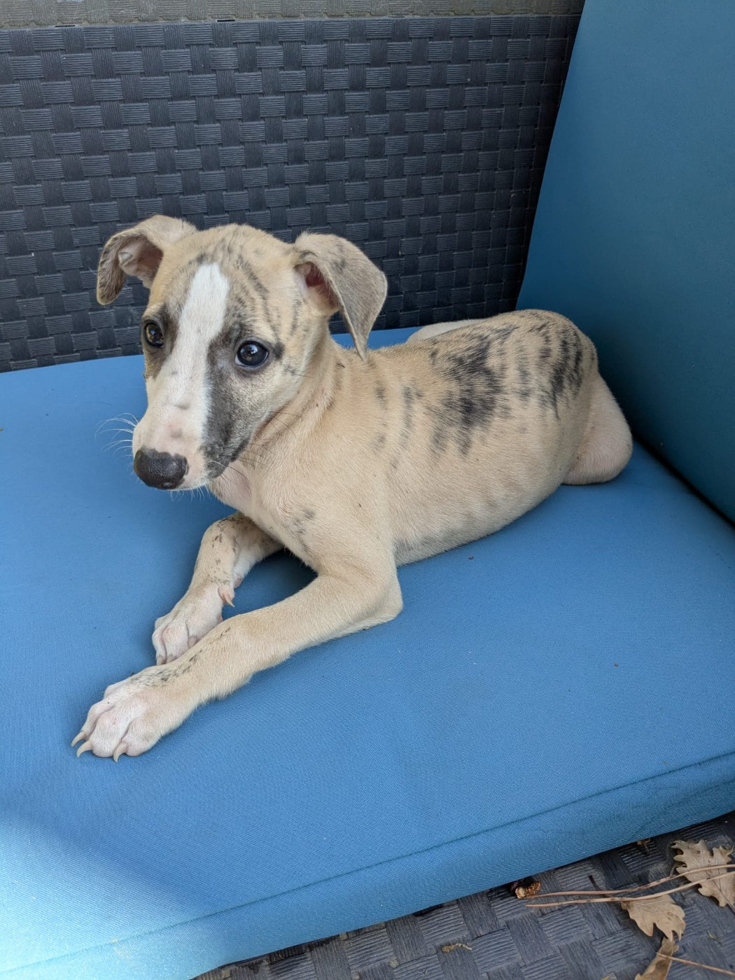 De Rockalma - Chiots disponibles - Whippet