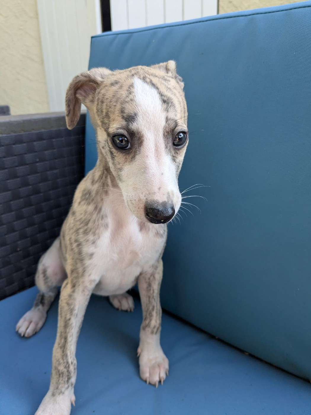 De Rockalma - Chiots disponibles - Whippet