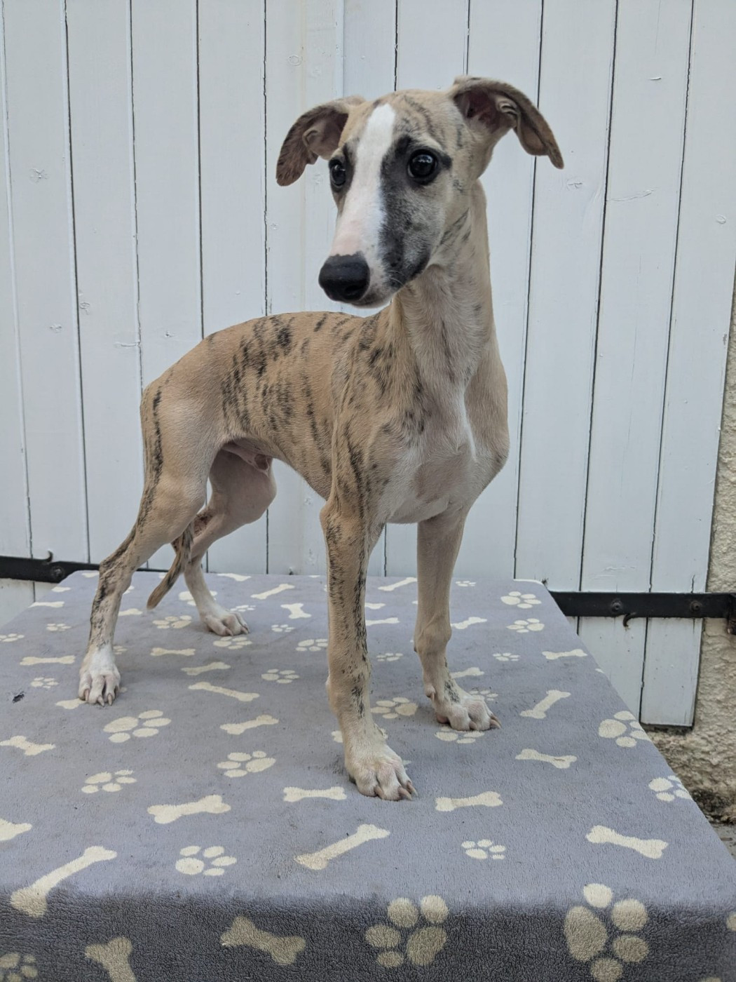 De Rockalma - Chiots disponibles - Whippet