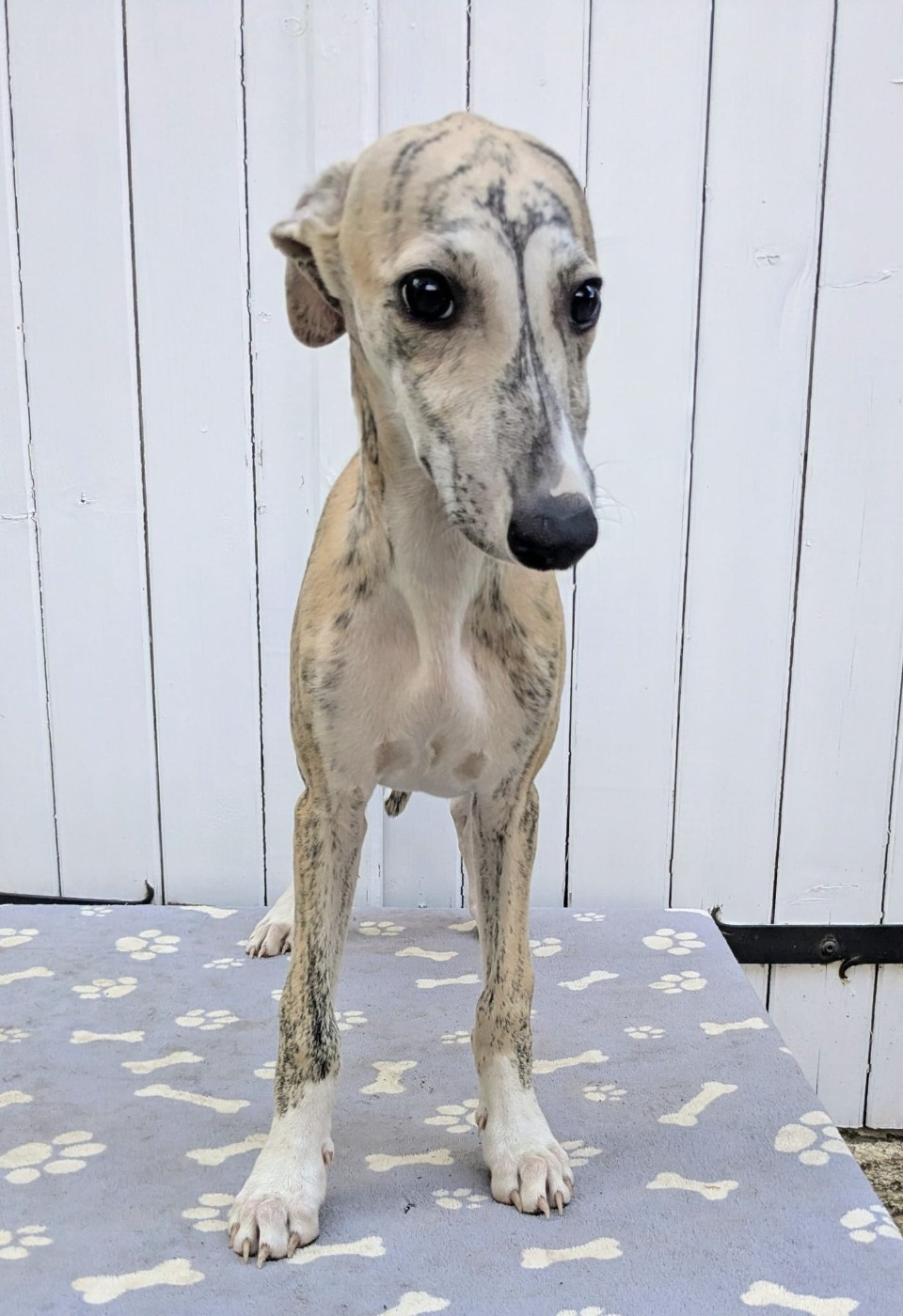 De Rockalma - Chiots disponibles - Whippet