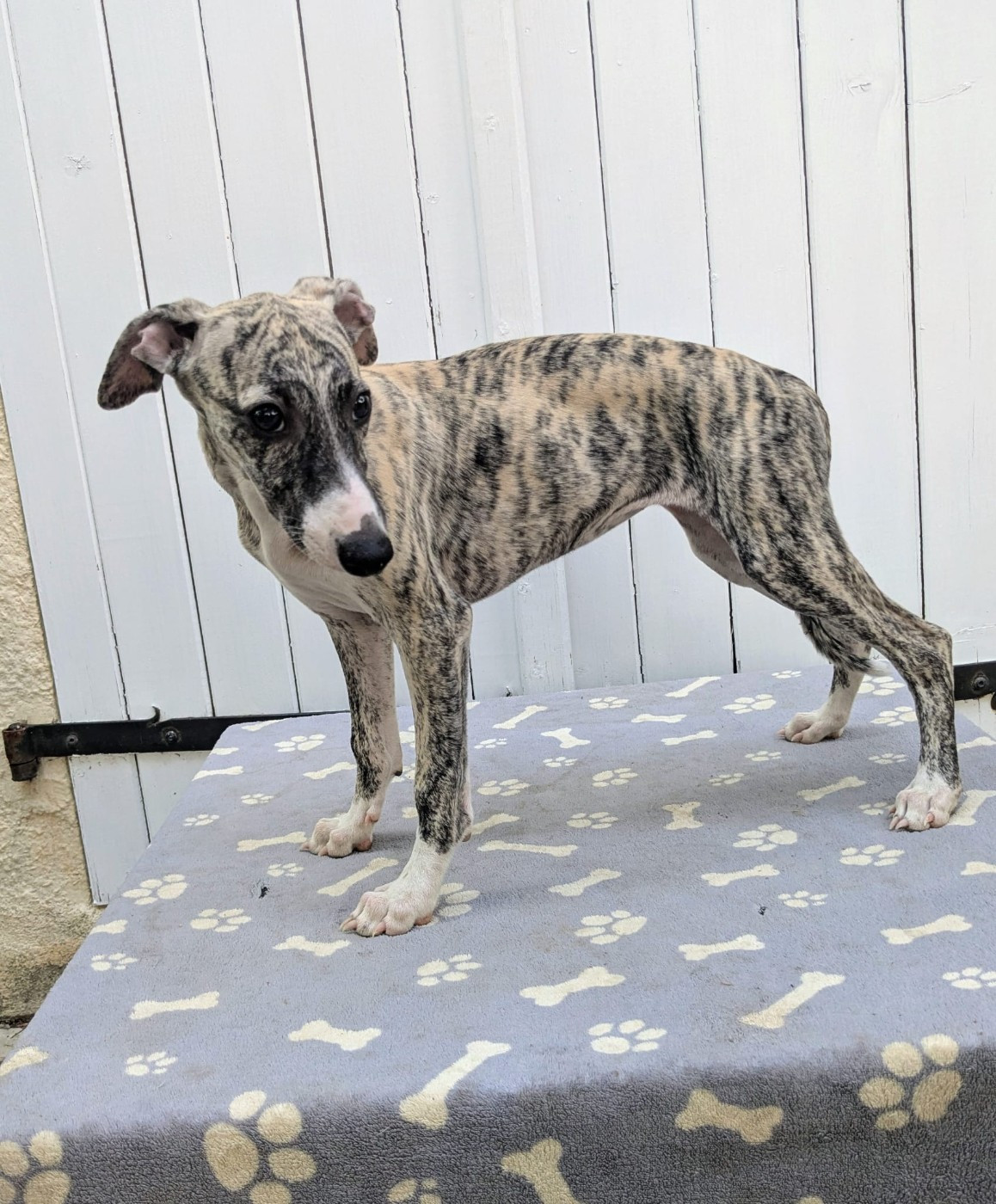 De Rockalma - Chiots disponibles - Whippet