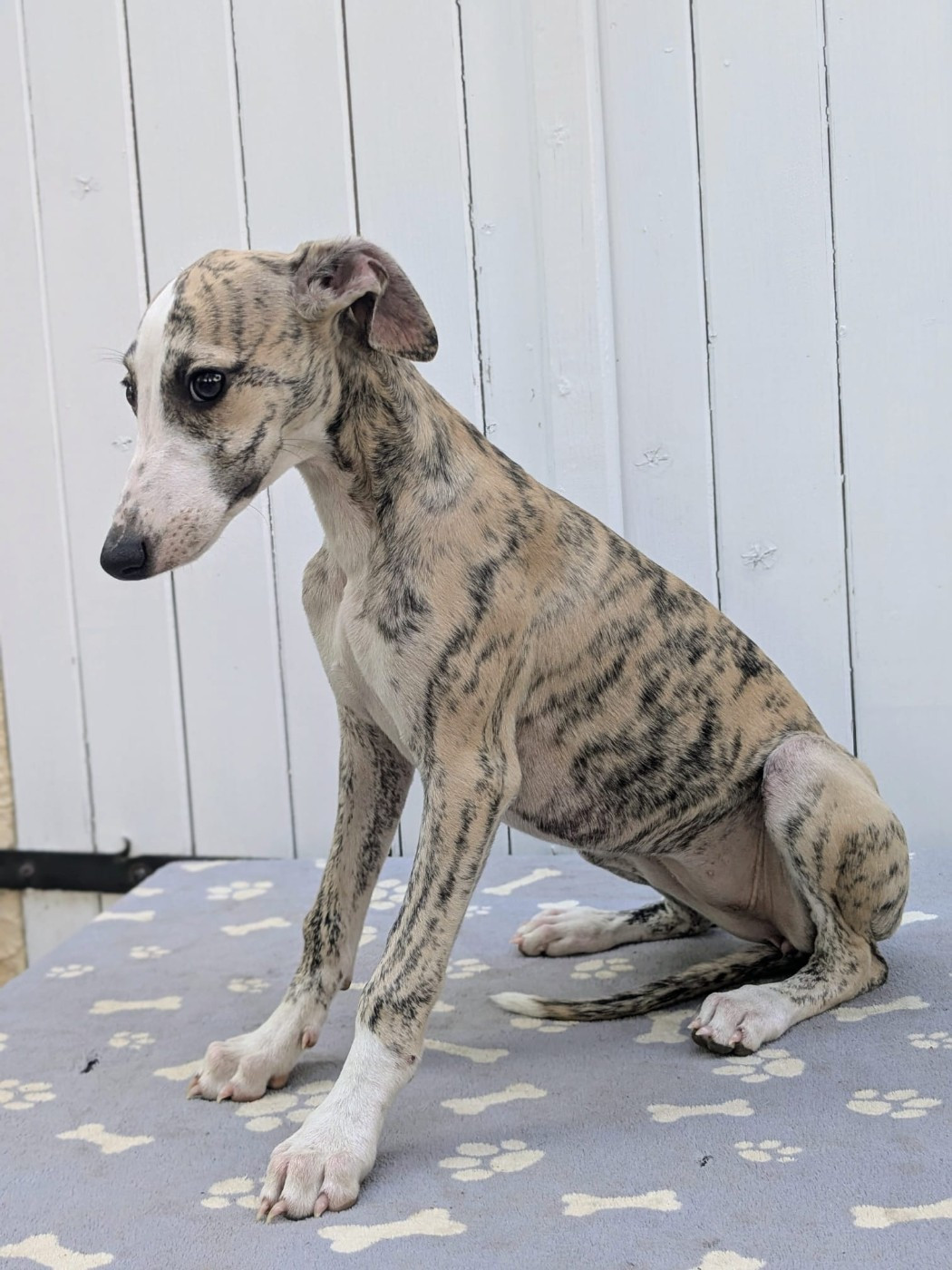 De Rockalma - Chiots disponibles - Whippet