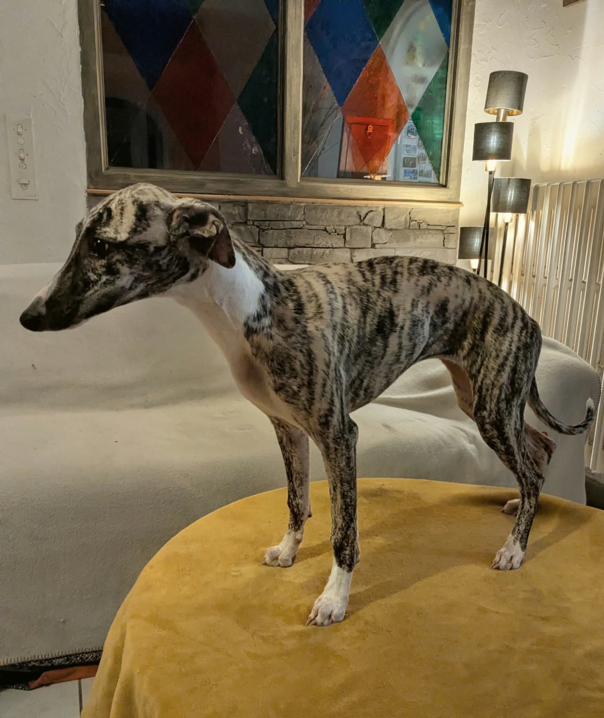 De Rockalma - Chiots disponibles - Whippet