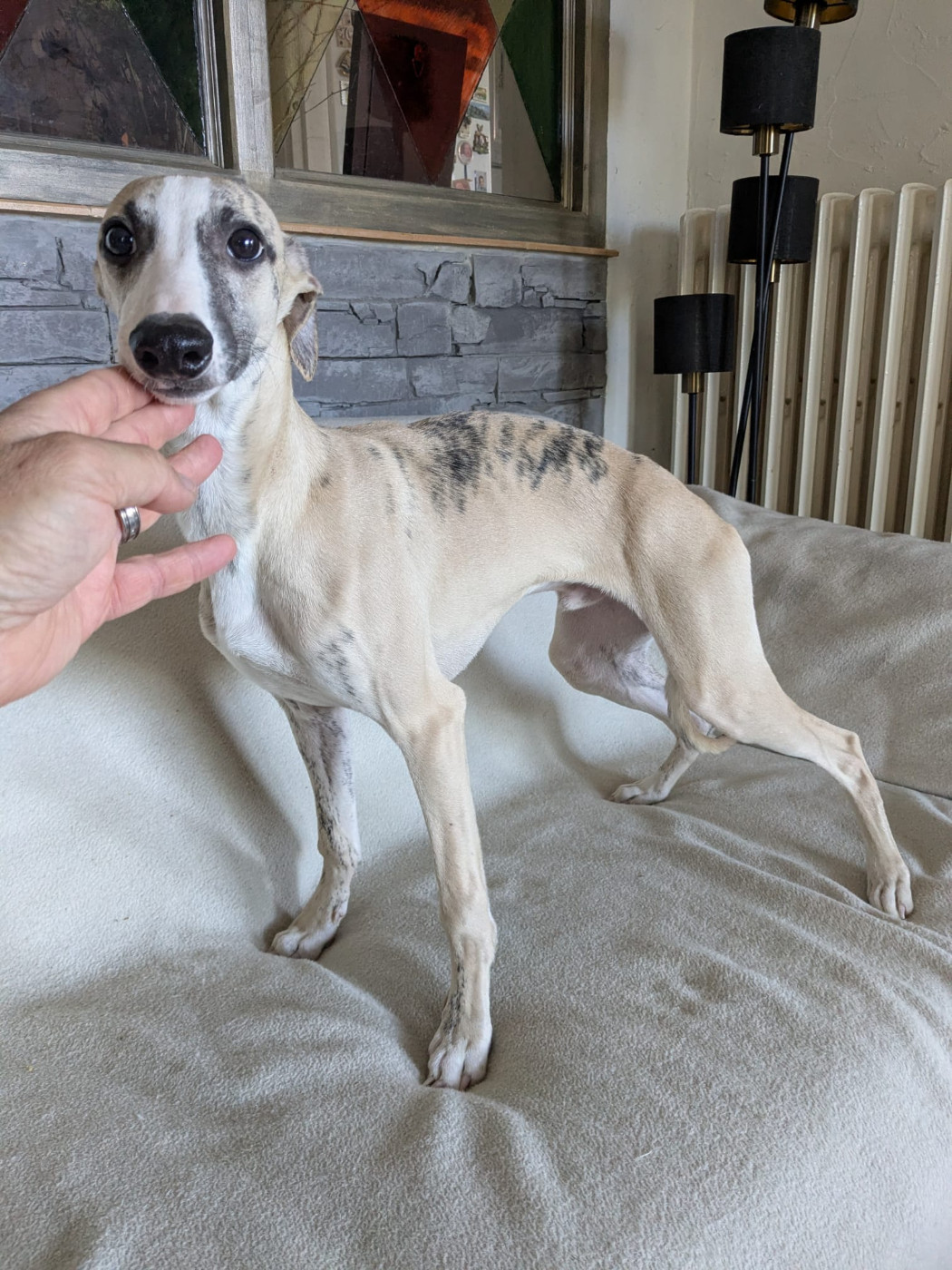 De Rockalma - Chiots disponibles - Whippet